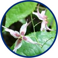 Epimedium Sagittatum