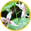 epimedium