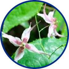 Epimedium Sagittatum