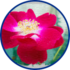 Swedish Flower