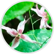 Epimedium Sagittatum